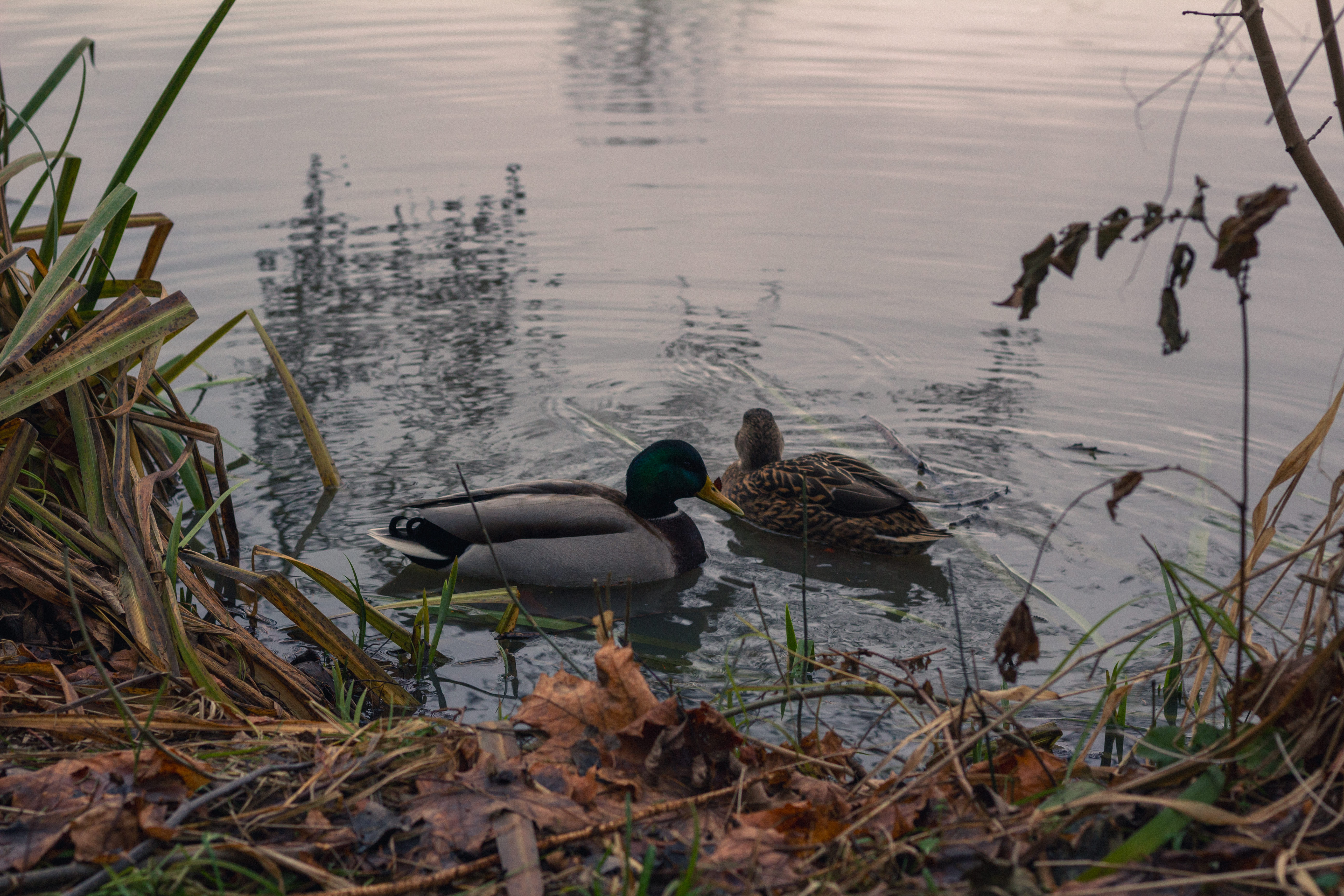 A picture of a ducks framed with grass and leaves.